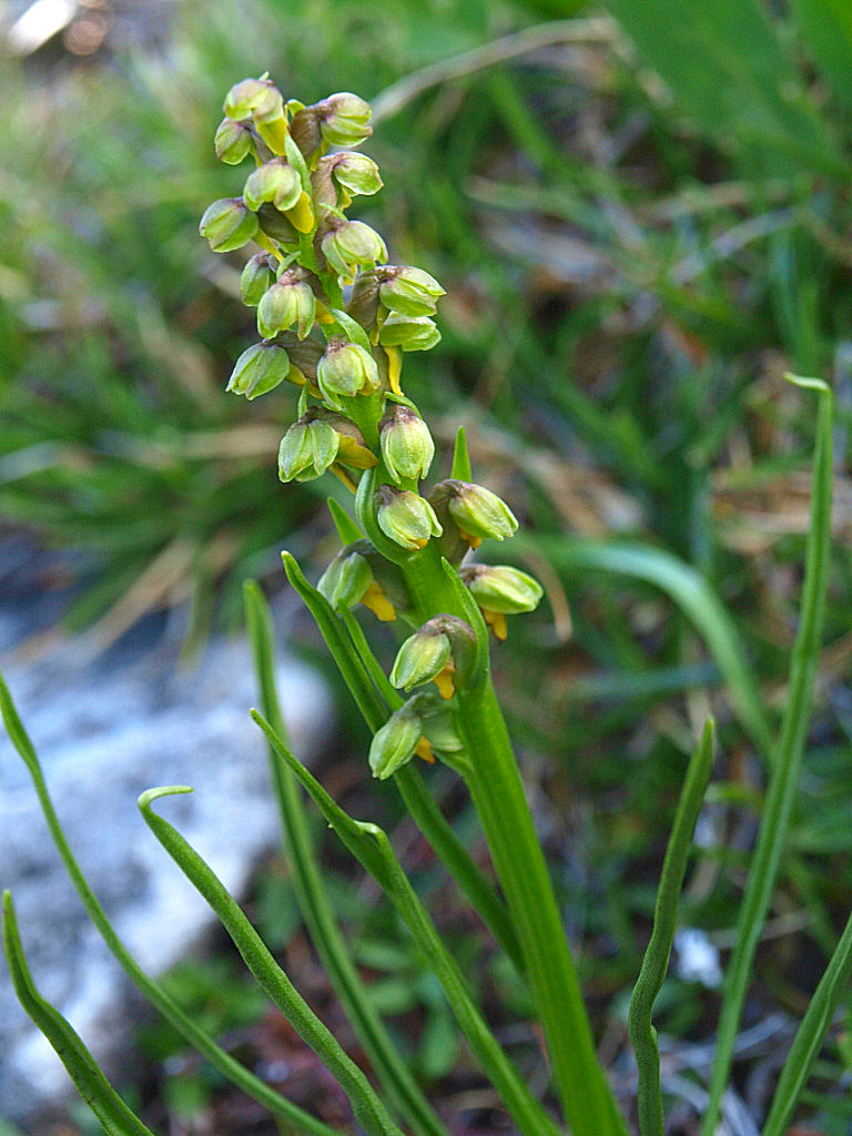 Dal Passo Giau Chamorchis alpina